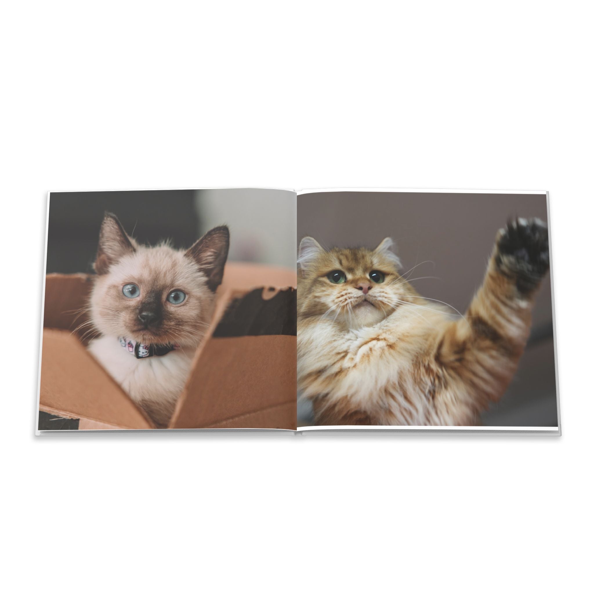 Cat Photo Book